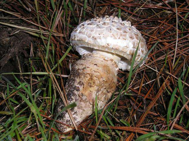 Image of Amanita magniverrucata Thiers & Ammirati 1982