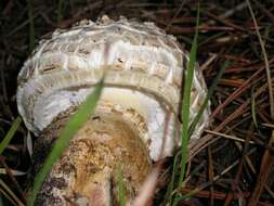 Image of Amanita magniverrucata Thiers & Ammirati 1982