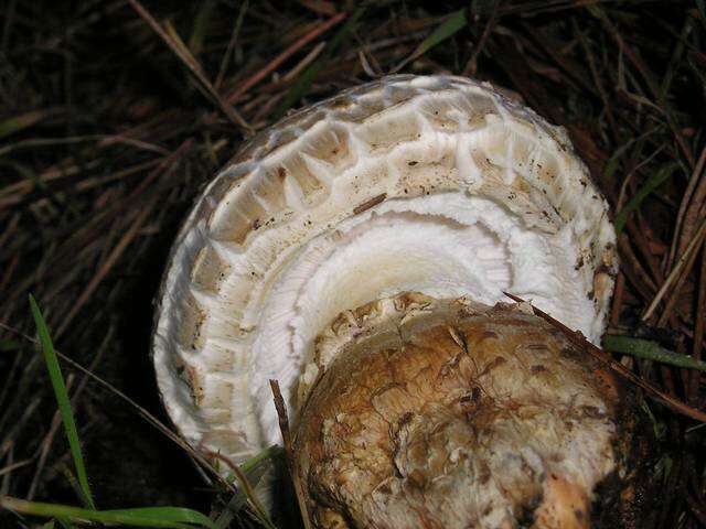 Image of Amanita magniverrucata Thiers & Ammirati 1982