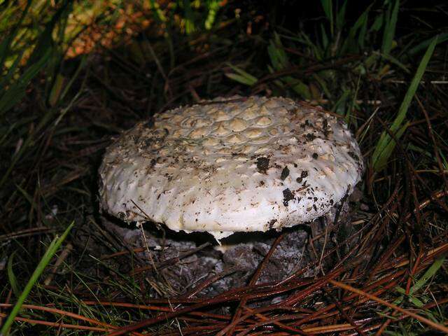 Image of Amanita magniverrucata Thiers & Ammirati 1982