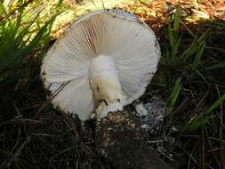 Image of Amanita magniverrucata Thiers & Ammirati 1982