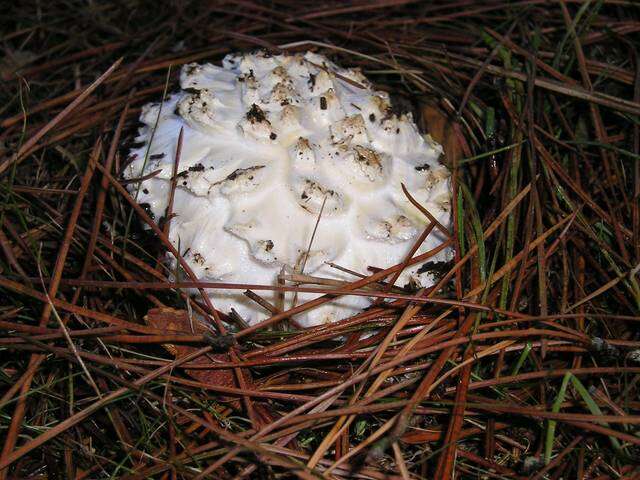 Image of Amanita magniverrucata Thiers & Ammirati 1982