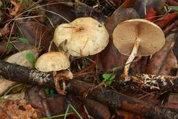 Image de Pholiota decorata (Murrill) A. H. Sm. & Hesler 1968