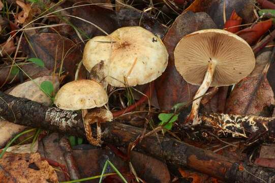 Image of Pholiota decorata (Murrill) A. H. Sm. & Hesler 1968