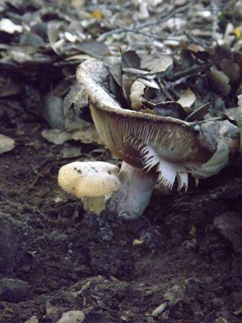 Image of Russula cantharellicola Arora & N. H. Nguyen 2014