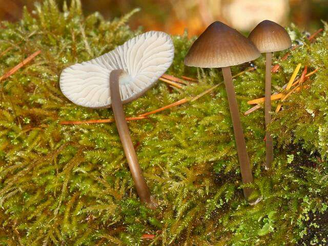 Image of Bonnet Mushroom