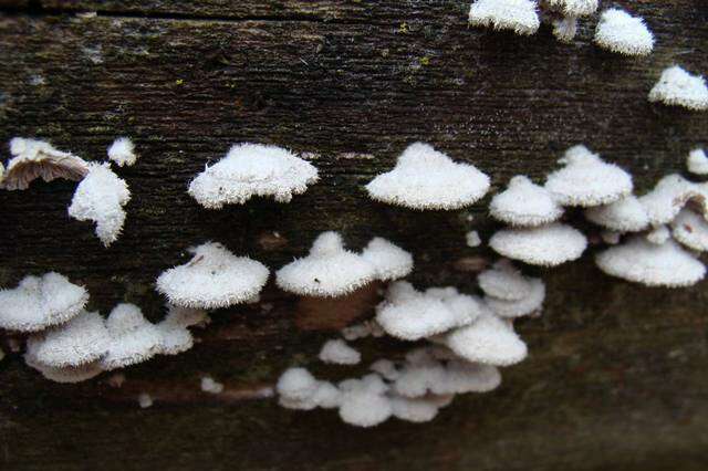 Image of Schizophyllaceae