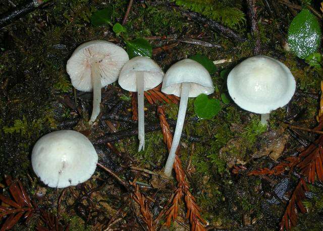 Image of Entoloma adnatifolium (Murrill) Blanco-Dios 2015