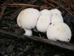 Imagem de Lycoperdon