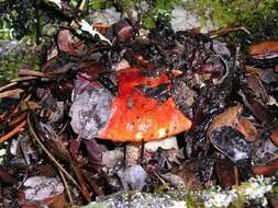 Image of Leccinum manzanitae Thiers 1971