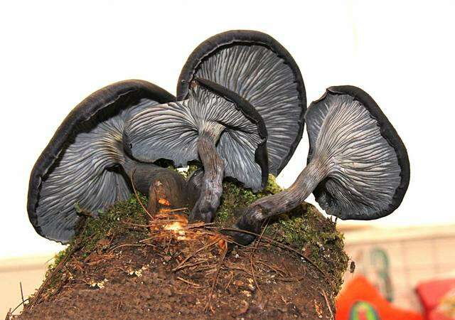 Imagem de Omphalotus mexicanus Guzmán & V. Mora 1984