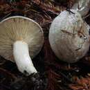 Image de Lactarius pallescens Hesler & A. H. Sm. 1979