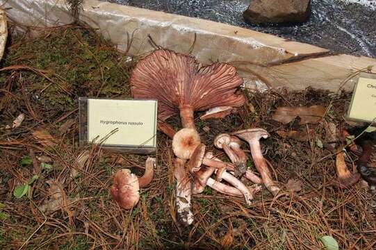 Image of Hygrophorus