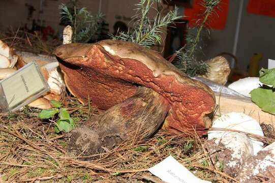 Image of Boletus michoacanus Singer 1978