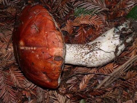 Image of Leccinum largentii Thiers 1975