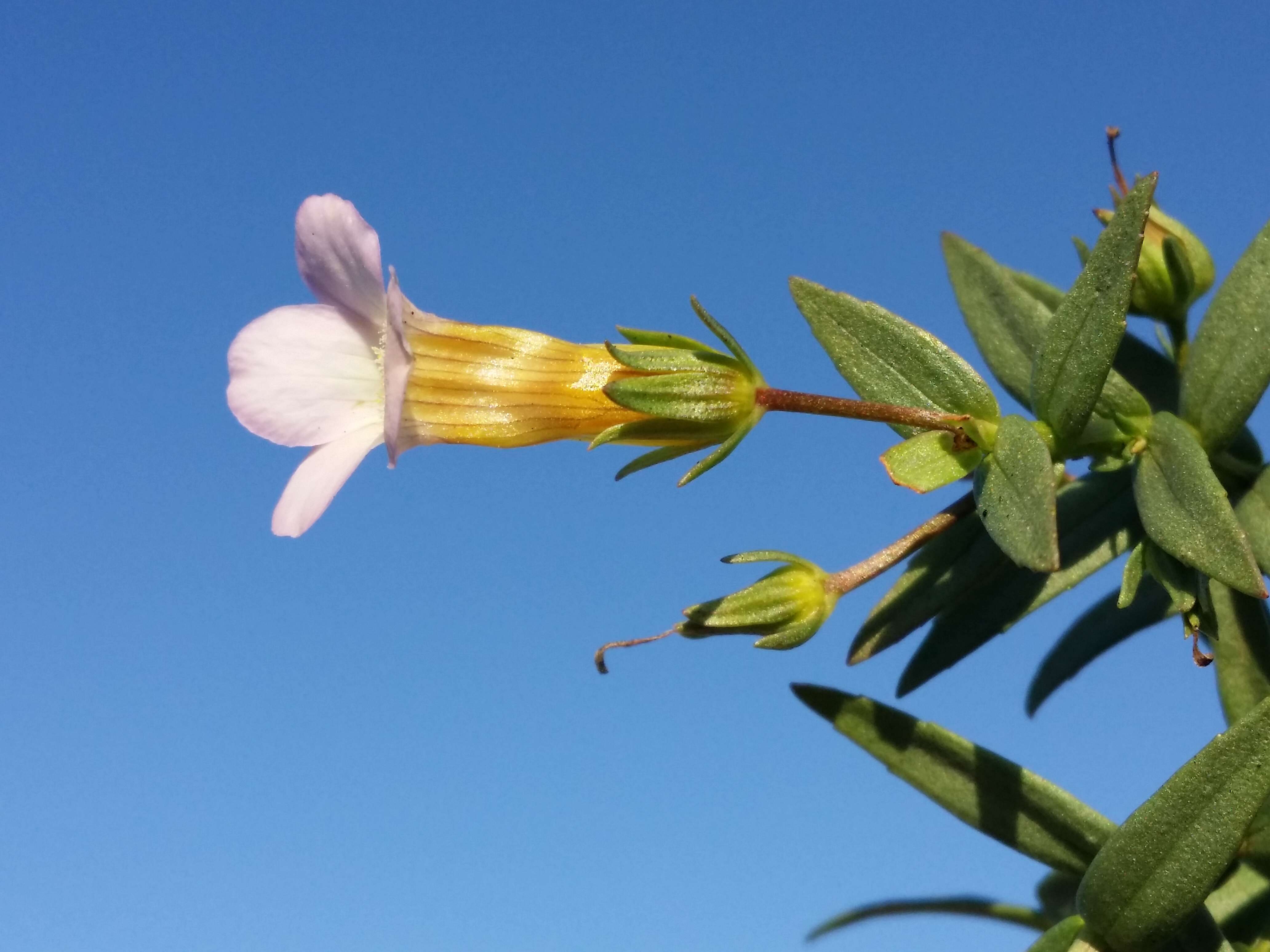 Image de Gratiole Officinale