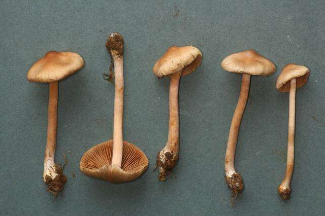 Image of Inocybe sindonia (Fr.) P. Karst. 1879