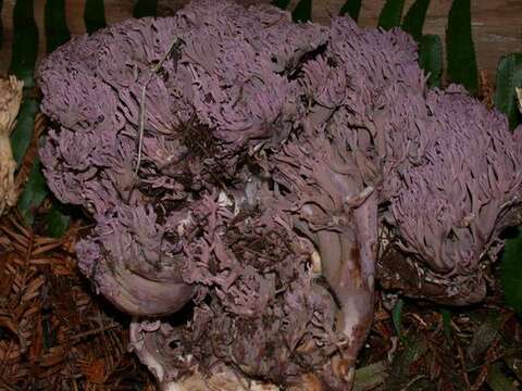 Ramaria purpurissima R. H. Petersen & Scates 1988 resmi