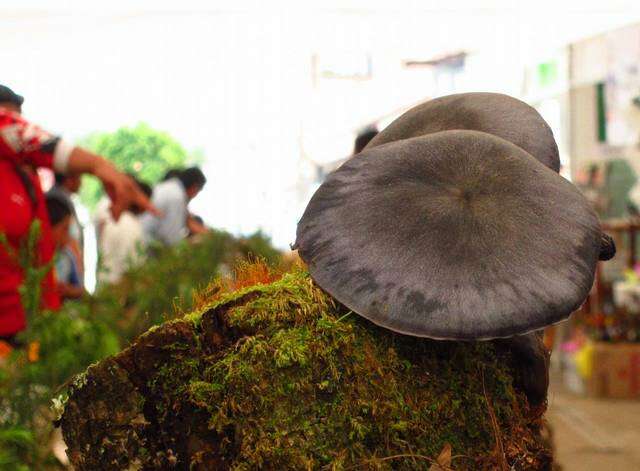 Image of Omphalotus mexicanus Guzmán & V. Mora 1984