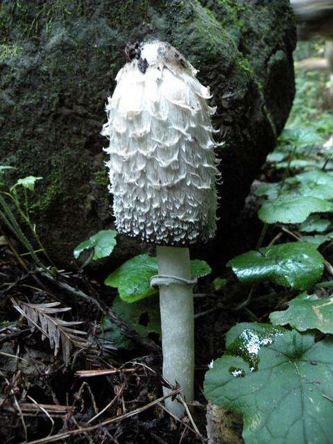 Image of Coprinus