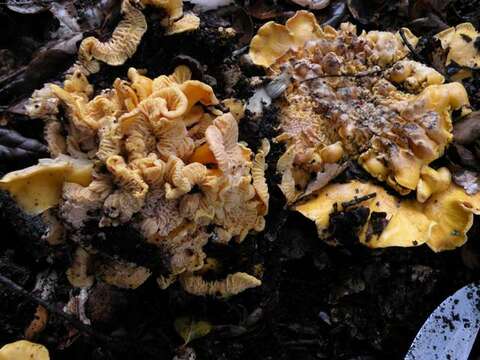 Image of Cantharellus californicus D. Arora & Dunham 2008