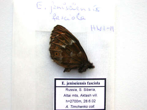 Image de Erebia jeniseiensis Trybom 1877