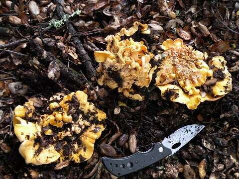 Image of Cantharellus californicus D. Arora & Dunham 2008