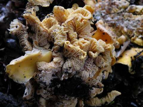 Image of Cantharellus californicus D. Arora & Dunham 2008