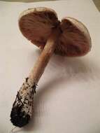 Agaricus subrutilescens (Kauffman) Hotson & D. E. Stuntz 1938 resmi