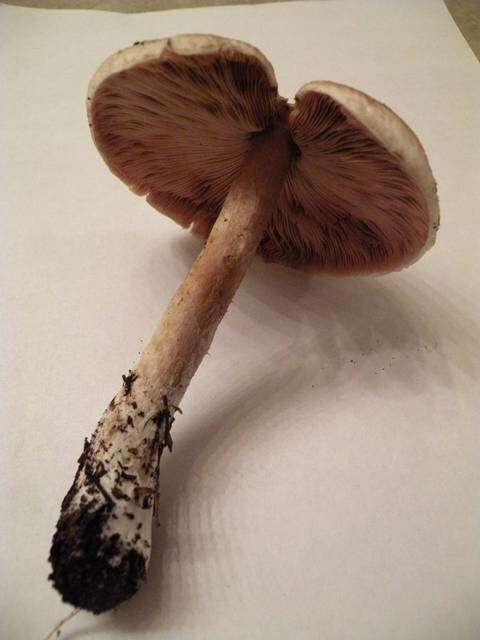 Plancia ëd Agaricus subrutilescens (Kauffman) Hotson & D. E. Stuntz 1938