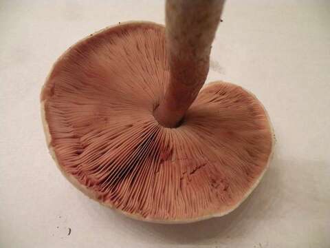 Image of Wine-colored Agaricus