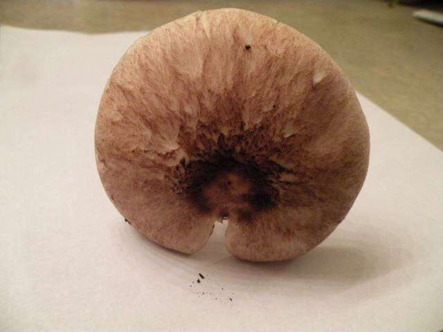 Agaricus subrutilescens (Kauffman) Hotson & D. E. Stuntz 1938 resmi