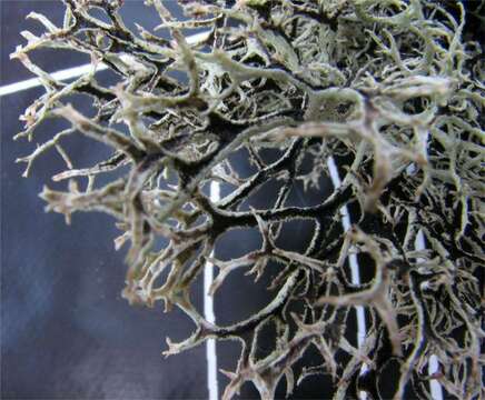 Image of light and dark lichen