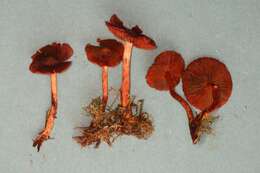 Sivun Cortinarius purpureus (Bull.) Bidaud, Moënne-Locc. & Reumaux 1994 kuva