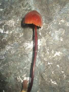 Image of Marasmius