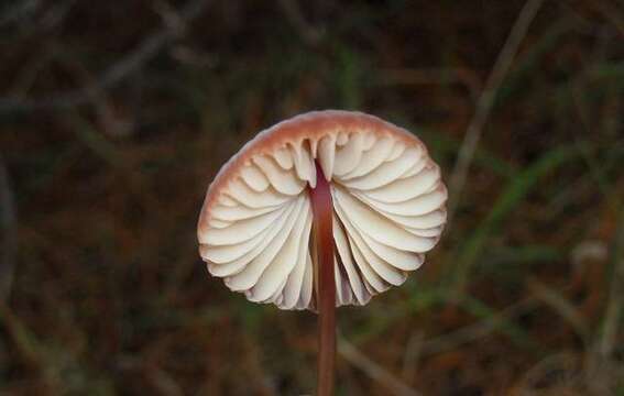 Image of Marasmius