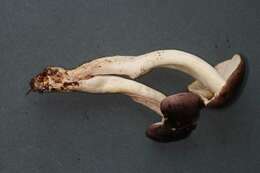 Image of Tricholoma griseoviolaceum Shanks 1996