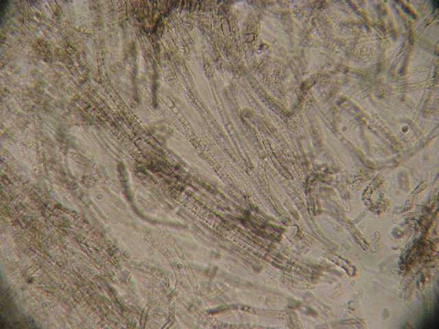 Image of Tricholoma griseoviolaceum Shanks 1996