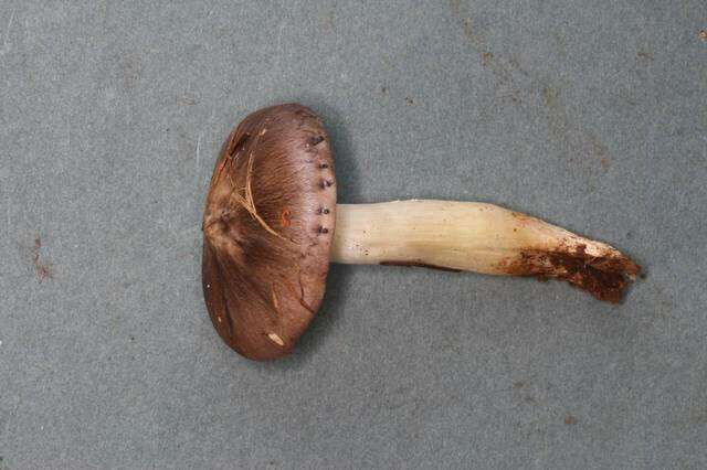 Image of Tricholoma griseoviolaceum Shanks 1996