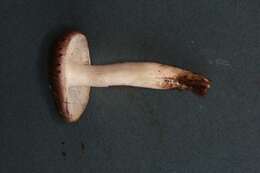 Image of Tricholoma griseoviolaceum Shanks 1996