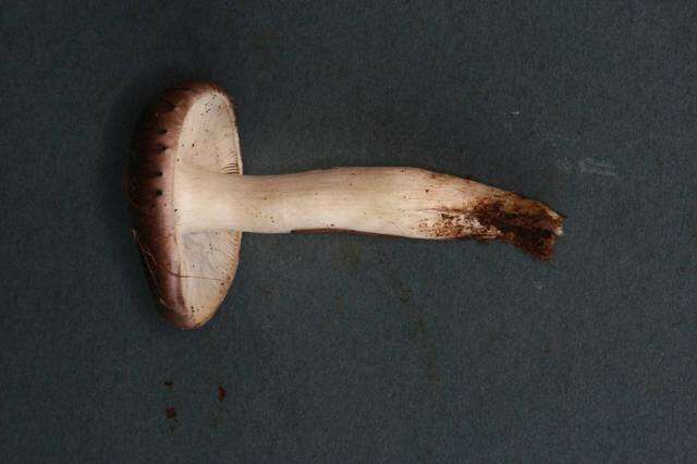 Image of Tricholoma griseoviolaceum Shanks 1996