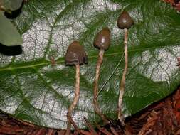 Plancia ëd Psilocybe semilanceata (Fr.) P. Kumm. 1871