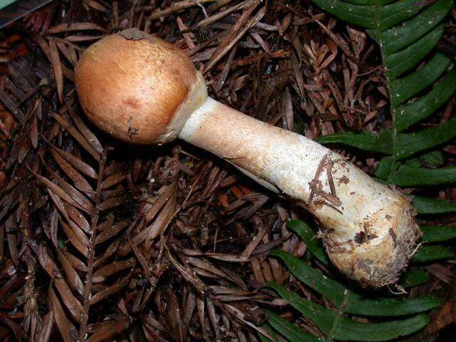 Image of Agaricus smithii Kerrigan 1985