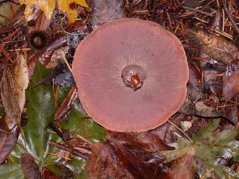 Image of Lactarius rubrilacteus Hesler & A. H. Sm. 1979