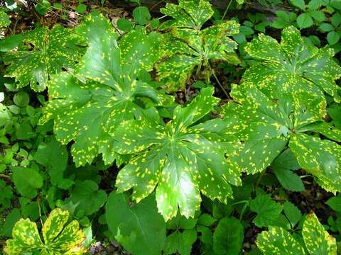 Image of Mayapple Rust