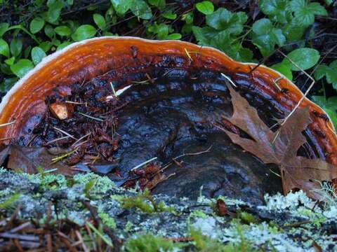 Image of Fomitopsis