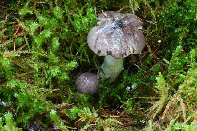 Image of Tricholoma griseoviolaceum Shanks 1996