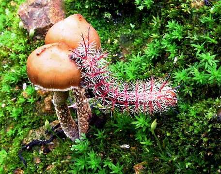 Image of Psilocybe zapotecorum R. Heim 1957