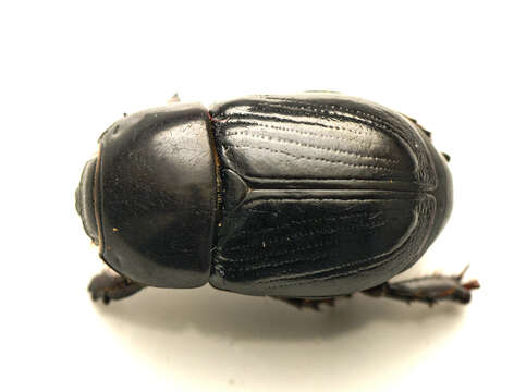 Image of black lawn beetle