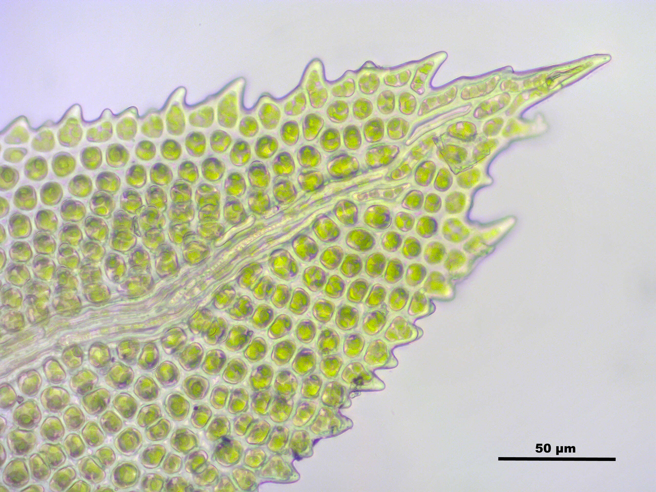 Image of aulacomnium moss